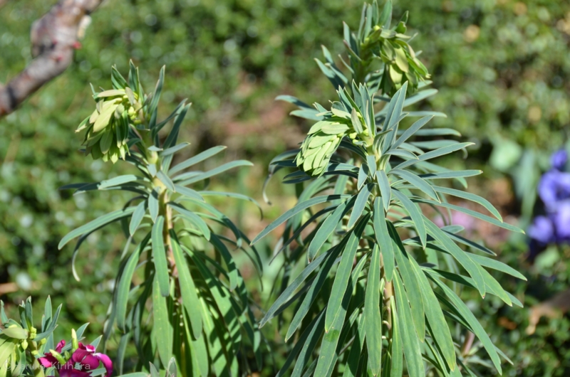 f:id:mitioyoneko:20140323083622j:image