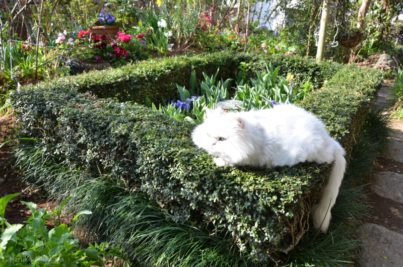 f:id:mitioyoneko:20140329213930j:image