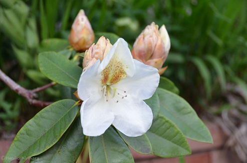 f:id:mitioyoneko:20140425190522j:image