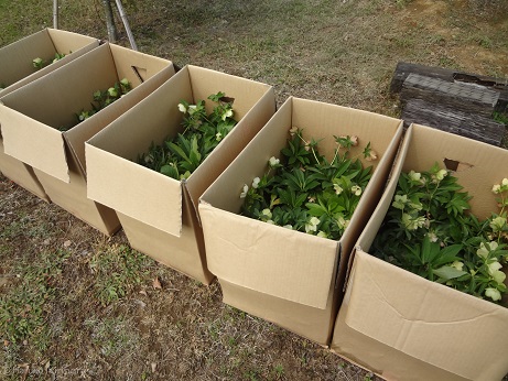 f:id:mitioyoneko:20140428100354j:image