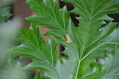 f:id:mitioyoneko:20140611220450j:image