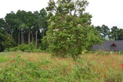 f:id:mitioyoneko:20140611220804j:image