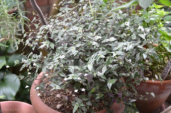 f:id:mitioyoneko:20140722091415j:image