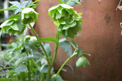 f:id:mitioyoneko:20150320092956j:image