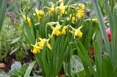 f:id:mitioyoneko:20150320092957j:image