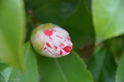 f:id:mitioyoneko:20150320093000j:image