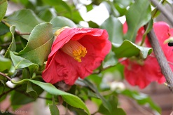 f:id:mitioyoneko:20150320093001j:image