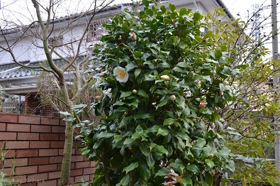 f:id:mitioyoneko:20150320093003j:image