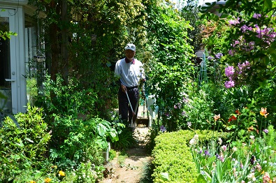 センティッド・ガーデン・・・白モッコウバラ咲いて壺中の天地 - 桐原 