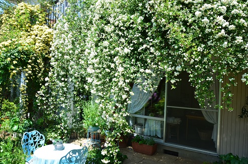 センティッド・ガーデン・・・白モッコウバラ咲いて壺中の天地 - 桐原