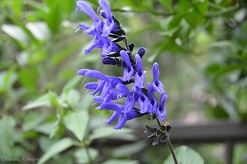 f:id:mitioyoneko:20150614203147j:image