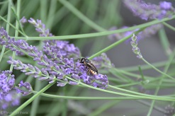 f:id:mitioyoneko:20150614203148j:image