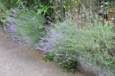 f:id:mitioyoneko:20150614203149j:image