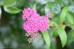 f:id:mitioyoneko:20150614203150j:image