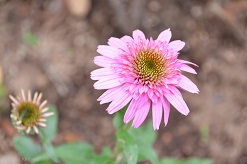 f:id:mitioyoneko:20150614203151j:image