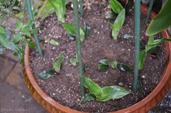 f:id:mitioyoneko:20150614203152j:image