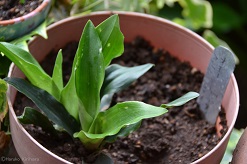 f:id:mitioyoneko:20150615101840j:image