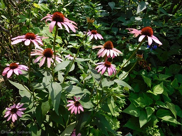 f:id:mitioyoneko:20150712100129j:image