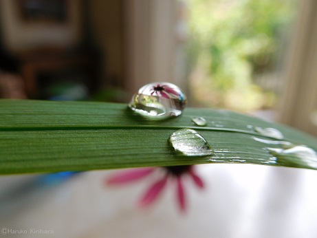 f:id:mitioyoneko:20150712100130j:image