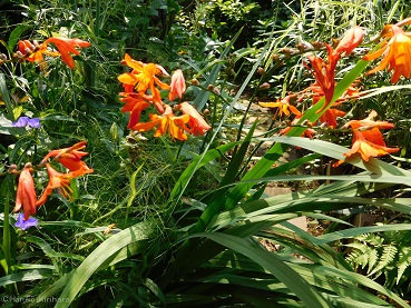 f:id:mitioyoneko:20150712101703j:image