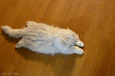 f:id:mitioyoneko:20150727140138j:image