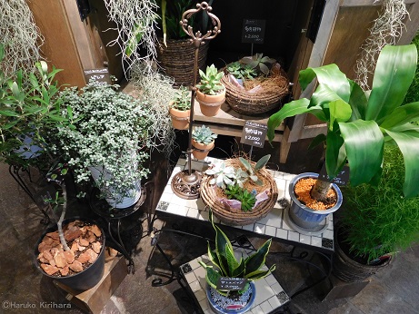 f:id:mitioyoneko:20150731223227j:image