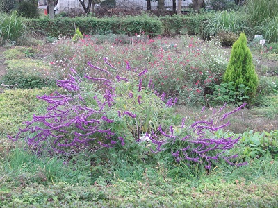 f:id:mitioyoneko:20151109135949j:image