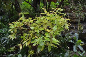 f:id:mitioyoneko:20151211090638j:image