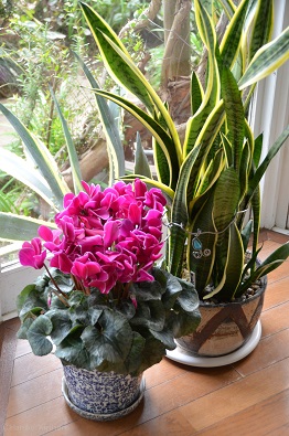 f:id:mitioyoneko:20151221135053j:image