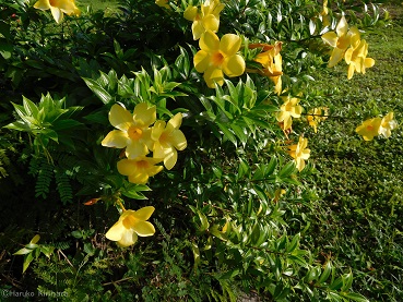 f:id:mitioyoneko:20151227091820j:image