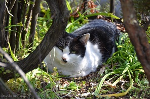 f:id:mitioyoneko:20160219145122j:image