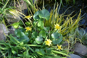 f:id:mitioyoneko:20160219145123j:image