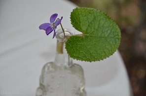 f:id:mitioyoneko:20160224131524j:image