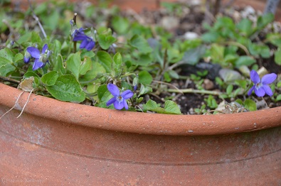 f:id:mitioyoneko:20160224131525j:image