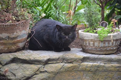 f:id:mitioyoneko:20160225173928j:image f:id:mitioyoneko:20160225173928j:image