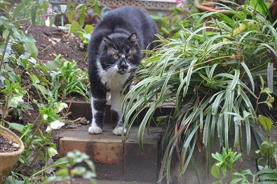 f:id:mitioyoneko:20160225173929j:image f:id:mitioyoneko:20160225173929j:image