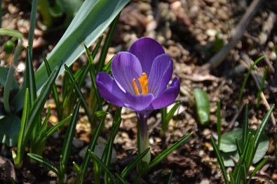 f:id:mitioyoneko:20160227121032j:image