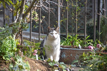 f:id:mitioyoneko:20160228143013j:image