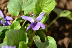 f:id:mitioyoneko:20160319121621j:image f:id:mitioyoneko:20160319121621j:image