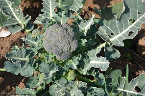 f:id:mitioyoneko:20160320160831j:image f:id:mitioyoneko:20160320160831j:image