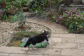 f:id:mitioyoneko:20160323151003j:image