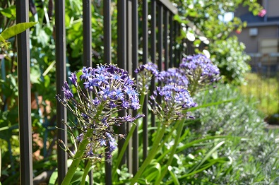 今朝のシラーベルビアナブルー 桐原春子の ハーブダイアリー 今朝のシラーベルビアナブルー 桐原春子の ハーブダイアリー
