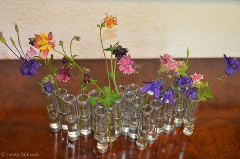 西洋オダマキの魅力2 桐原春子の ハーブダイアリー