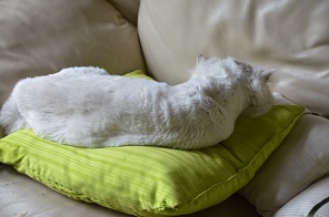 f:id:mitioyoneko:20160914100618j:image f:id:mitioyoneko:20160914100618j:image