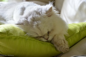 f:id:mitioyoneko:20160914114736j:image