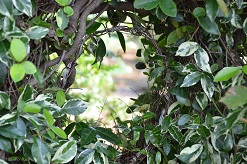 f:id:mitioyoneko:20161004123956j:image