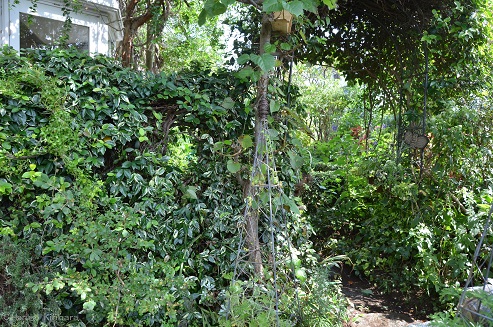 f:id:mitioyoneko:20161004123957j:image