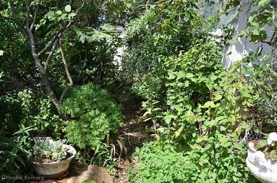 f:id:mitioyoneko:20161004124002j:image