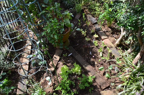 f:id:mitioyoneko:20161004125337j:image