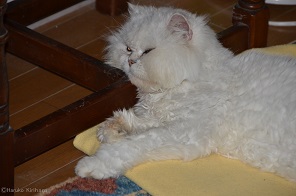 f:id:mitioyoneko:20161101123703j:image f:id:mitioyoneko:20161101123703j:image